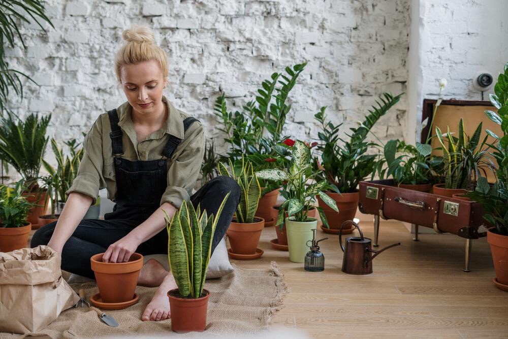 Welche Blumen sind für Allergiker zu empfehlen?