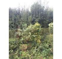 1-Zimmer Appartment, schön aufgeteilt -mit Einbauküche- zu vermieten - Wuppertal Elberfeld