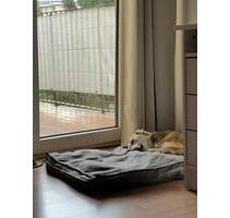 2 Zimmer Wohnung 67qm mit Balkon - Kassel Südstadt
