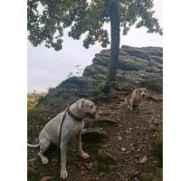 wg mitbewohnerin - 500,00 EUR Kaltmiete, in Eppstein (PLZ: 65817)