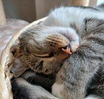 WG-Neugründung mit Katze und großer Wohnküche - Köln Innenstadt