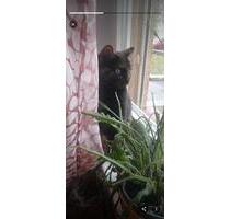 2 Zimmer Wohnung über wheinachten und Silvester - Berlin Pankow