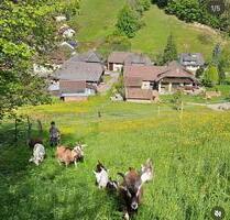 3 Zimmer Wohnung Münstertal - 1.300,00 EUR Kaltmiete, ca.  105,00 m² in Freiburg im Breisgau (PLZ: 79111) Lehen