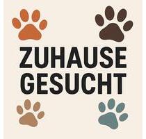 Nachmieter 5 Zimmer Wohnung 01.02.2026 - Übach-Palenberg