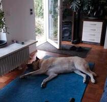 1-2 WG Zimmer im Bungalow - 550,00 EUR Kaltmiete, in Freiburg im Breisgau (PLZ: 79110) Betzenhausen