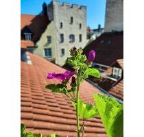 Außergewöhnliche 3,5 Zimmer Innenstadt-Altbauwohnung - Regensburg Kumpfmühl