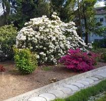 Helle 3 Zimmer KDB frisch renoviert mit Gartennutzung - Wuppertal Gemarkung Langerfeld
