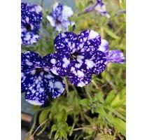 3 Zimmer im WG Haus - 750,00 EUR Kaltmiete, in Steißlingen (PLZ: 78256)