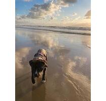 Wohnung, WG, Zwei- Zimmer Wohnung, Hund - Gießen