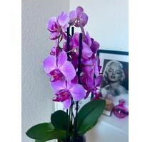 Möblierte 1-Zimmer-Wohnung, Frankfurt am Main