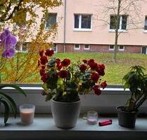 Schöne wG zimmer - 500,00 EUR Kaltmiete, in Hamburg (PLZ: 22119) Billstedt