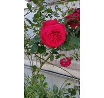 2 Zimmer Wohnung, EG, in Eutingen - Eutingen im Gäu