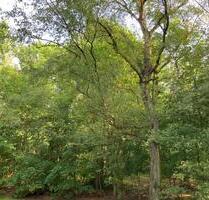 Wohnen im Grünen in der Eichkampsieldlung! - Gelsenkirchen Resse