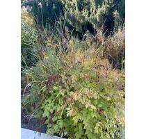 Souterrain Wohnung 2 Zimmer mit kleiner Terrasse - Einbeck