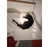 Zimmer zu vermieten - 430,00 EUR Kaltmiete, ca.  16,00 m² in Berlin (PLZ: 12527) Treptow-Köpenick