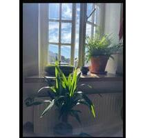 1 Zimmer Nichtraucher Wohnung an 1 Person, Bonn, Heerstraße