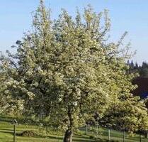 3 Zimmer Wohnung in Rotensol - 700,00&nbsp;EUR Kaltmiete, ca.&nbsp; 88,00&nbsp;m&sup2; in Bad Herrenalb (PLZ: 76332)