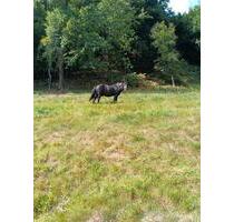 3,5 Zimmer Wohnung - 850,00 EUR Kaltmiete, in Essen (PLZ: 45257) Stadtbezirk VIII