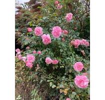 2 Zimmer Wohnung möbliert Riepe Nähe Emden zvm - Ihlow