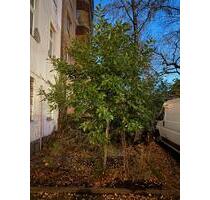 2 Zimmer Wohnung in Wedding (60qm) zu vermieten - Berlin Mitte