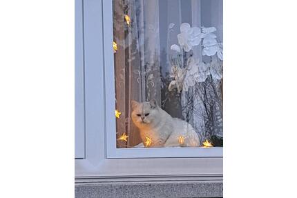 Wg Zimmer ab 1 .5 frei - 700,00&nbsp;EUR Kaltmiete, ca.&nbsp; 25,00&nbsp;m&sup2; in Nauheim (PLZ: 64569)