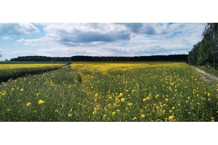 Gut geschnittene helle 3-Zimmer Wohnung - Garbsen