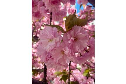 Helle 2 Zimmer Wohnung 58qm im SU Kreis Niederkassel-Rheidt