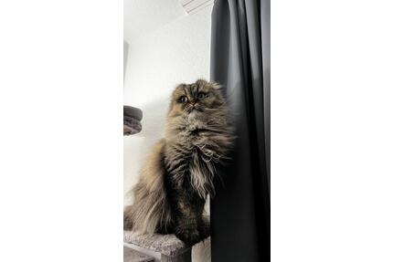 Zimmer in 2er Wohnung für( APRIL) mit zwei Katzen - Berlin Mitte