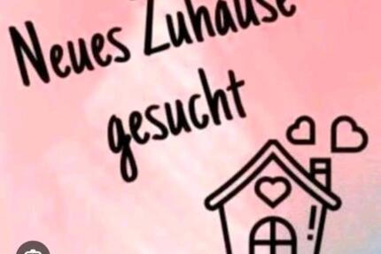 Bitte Text lesen,2 Zimmer Wohnung ländlich,ca.50 Quadratmeter - Oeversee