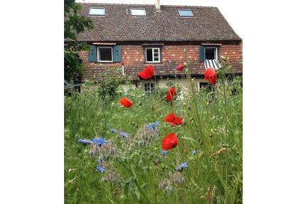 1-Zimmer Wohnung an einzelne Person - Breisach am Rhein