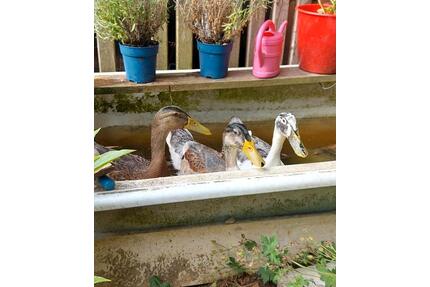 2 Zimmer Wohnung - 750,00&nbsp;EUR Kaltmiete, ca.&nbsp; 65,00&nbsp;m&sup2; in Kelheim (PLZ: 93309)