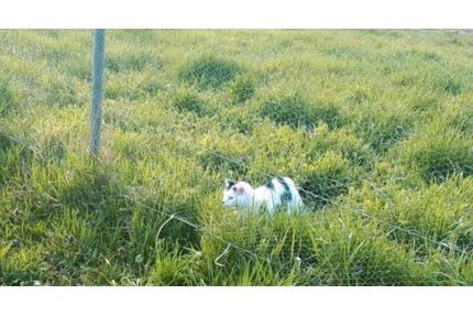 3 WG Zimmer in großem Fachwerkhaus - Albertshofen