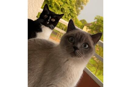 Wohnungsgesuch 2 Zimmer Wohnung mit Balkon - Herford Falkendiek