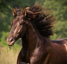Für Pferdebesitzer: 2-3 WG Zimmer mit Platz im Offenstall - Murrhardt
