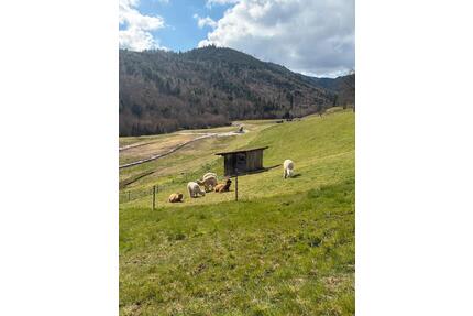 3 Zimmer Wohnung - 650,00&nbsp;EUR Kaltmiete, ca.&nbsp; 89,00&nbsp;m&sup2; in Baiersbronn (PLZ: 72270)