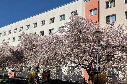 Zeit für einen frühlingsfrischen Start ins neue Zuhause! - Dresden Blasewitz