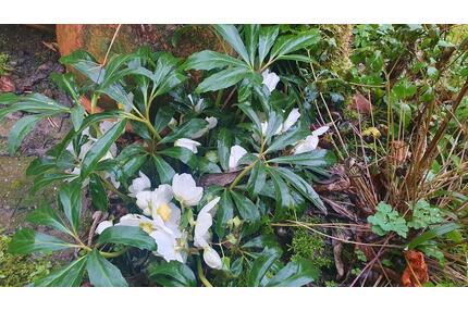 WGzimmer für Wochenendheimfahrer zentralruhig im Dambachtal - Wiesbaden Nordost