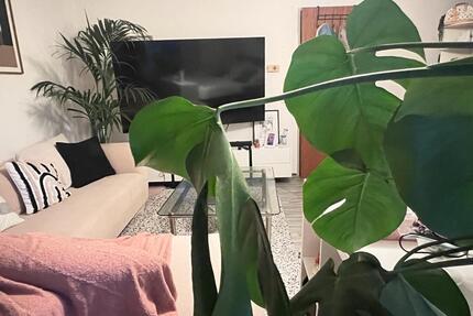 Große möbliertes WG Zimmer für Frauen - Alsdorf