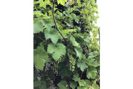 3 - Zimmer Wohngg Dresden Neustadt